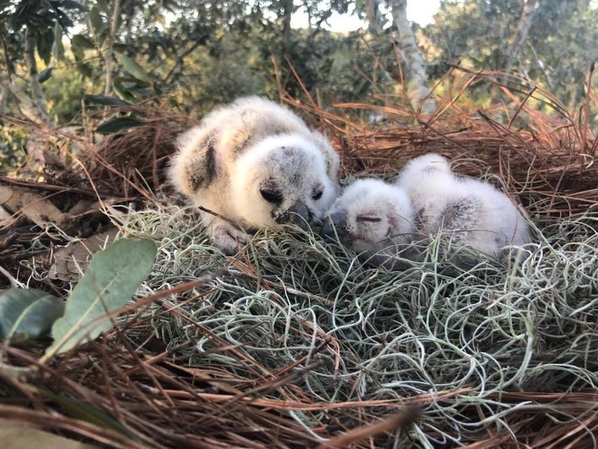 Great Horned Owlets returned to their nest.