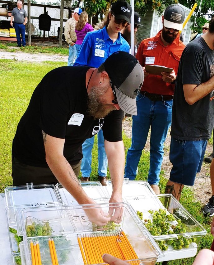 A participant at the Hops Field Day takes a cone from a plastic container. Many who attended the field day smelled cones for the aroma of the hops being grown at the center.