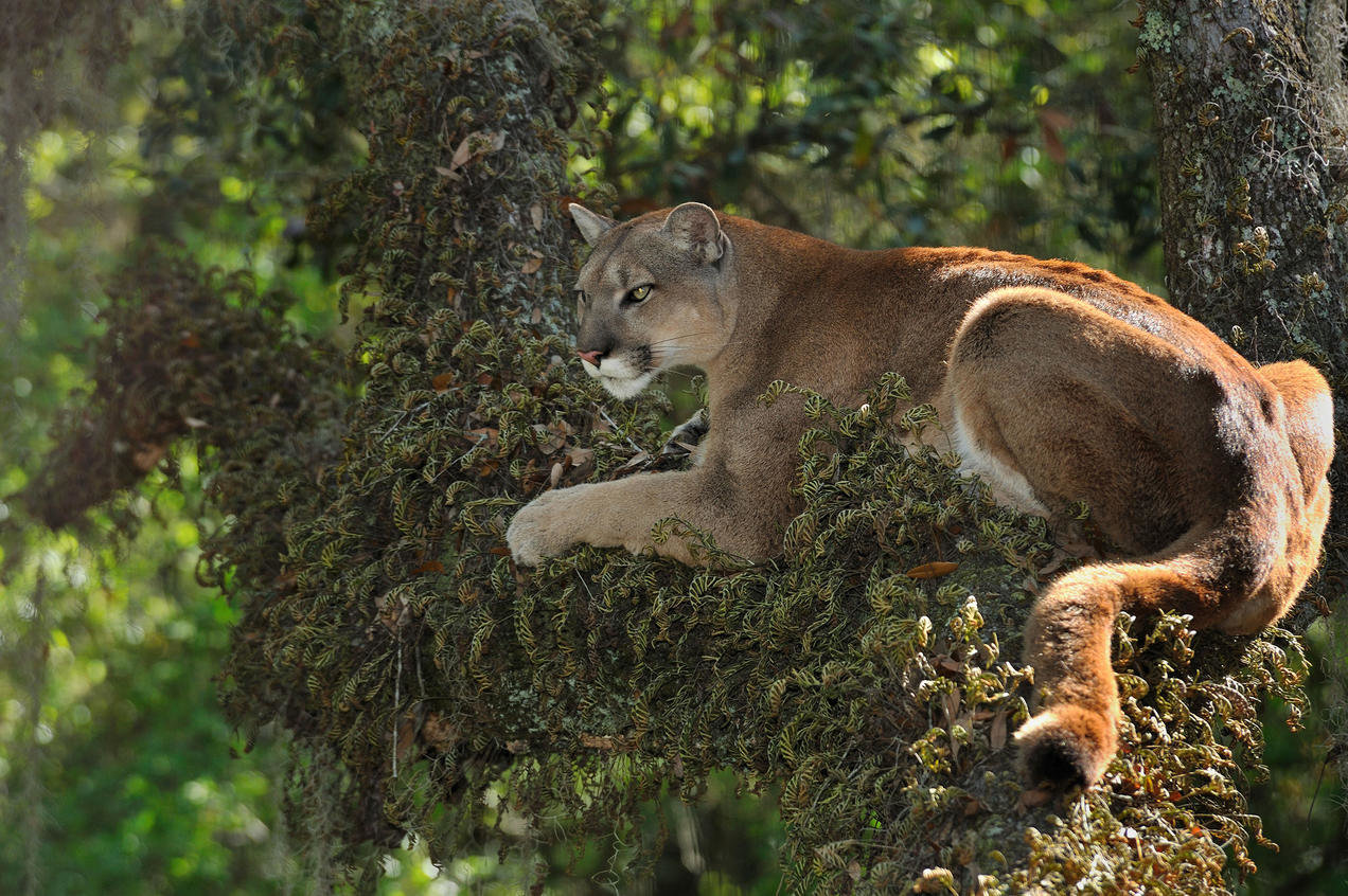 8 Common Wild Animals in Florida | The Apopka Voice